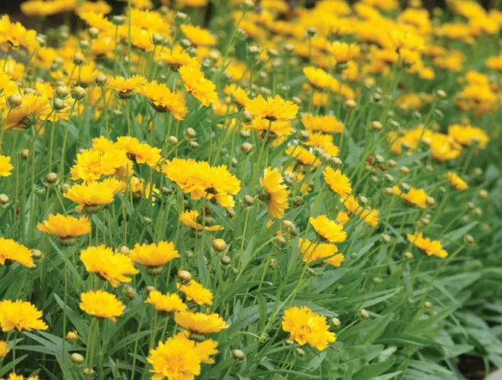 Coreopsis Grandiflora 'Early Sunrise', Coreopsis Early Sunrise, Tickseed Early Sunrise, Drought tolerant plants, dry soil plants, heat tolerant plants, humidity tolerant plants, yellow flowers