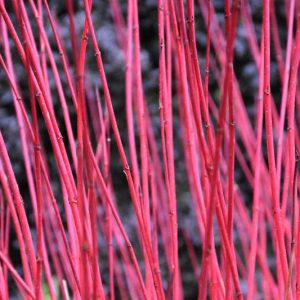 Cornus Alba, Tatarian Dogwood 'Sibirica', Red-Barked Dogwood 'Sibirica', White Dogwood 'Sibirica', Siberian Dogwood 'Sibirica', Deciduous Shrubs, Foliage, Fall color, Winter color, shrub with berries
