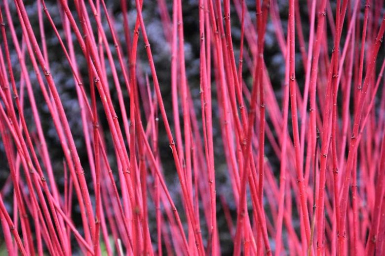 Cornus Alba, Tatarian Dogwood 'Sibirica', Red-Barked Dogwood 'Sibirica', White Dogwood 'Sibirica', Siberian Dogwood 'Sibirica', Deciduous Shrubs, Foliage, Fall color, Winter color, shrub with berries