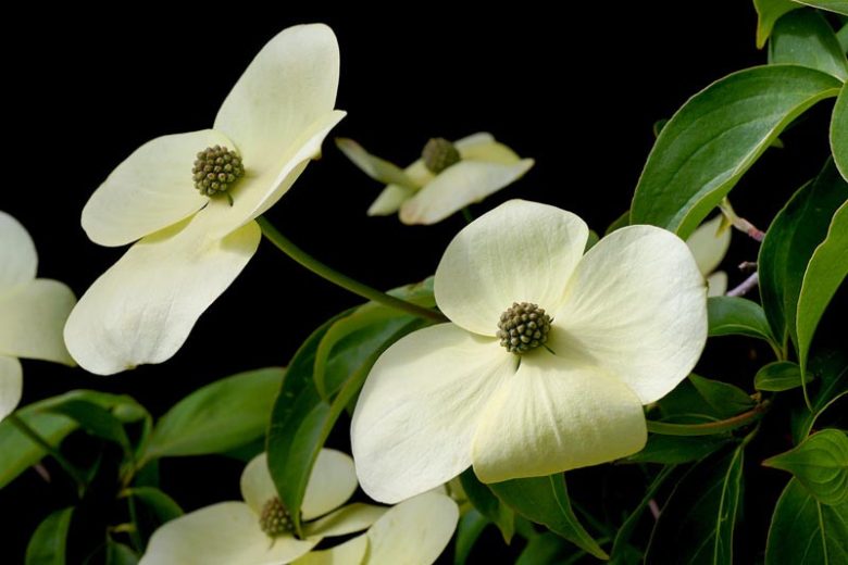Cornus capitata (Evergreen Dogwood)