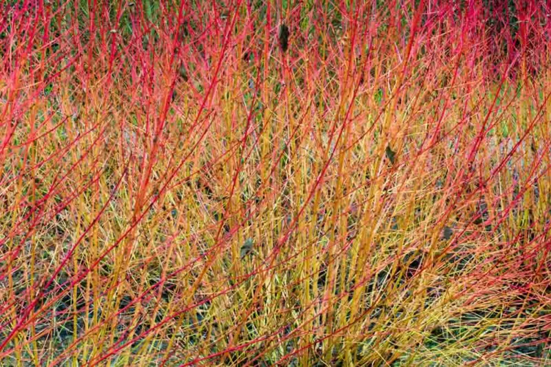 Cornus Sanguinea 'Midwinter Fire', Bloodtwig Dogwood 'Midwinter Fire', European Dogwood 'Midwinter Fire', Dogwood 'Midwinter Fire', Deciduous Shrubs, Foliage, Fall color, Winter color