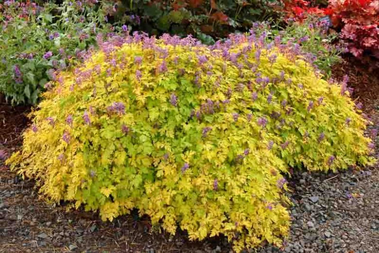 Corydalis shimienensis 'Berry Exciting', Fumewort 'Berry Exciting, Fumitory 'Berry Exciting', Corydalis 'Berry Exciting', Yellow Fumewort, Yellow Flowers