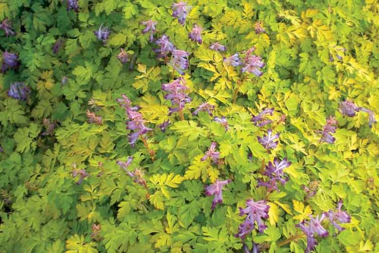 Corydalis shimienensis 'Berry Exciting', Fumewort 'Berry Exciting, Fumitory 'Berry Exciting', Corydalis 'Berry Exciting', Yellow Fumewort, Yellow Flowers