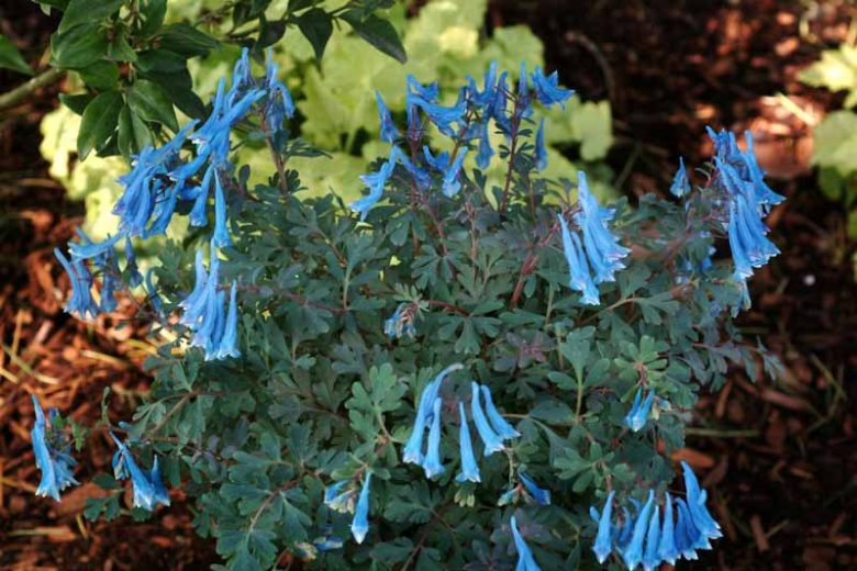 Corydalis curviflora subsp. rosthornii 'Blue Heron', Fumewort 'Fumewort 'Blue Heron', Fumitory 'Blue Heron', Corydalis 'Blue Heron'', Blue Fumewort, Blue Flowers