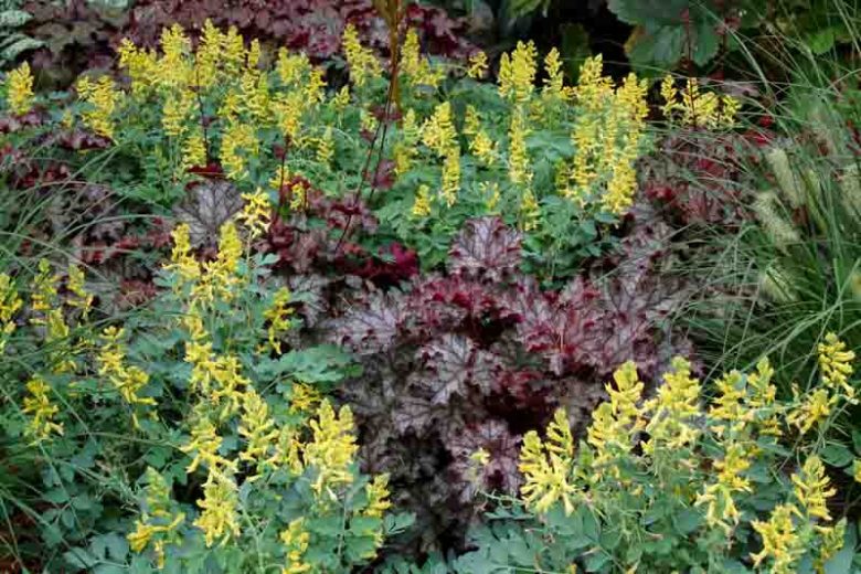 Corydalis Canary Feathers', Fumewort Canary Feathers, Fumitory Canary Feathers, Corydalis Canary Feathers, Yellow Fumewort, Yellow Flowers