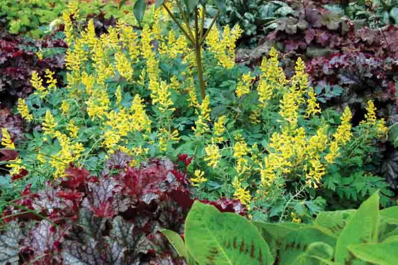 Corydalis Canary Feathers', Fumewort Canary Feathers, Fumitory Canary Feathers, Corydalis Canary Feathers, Yellow Fumewort, Yellow Flowers