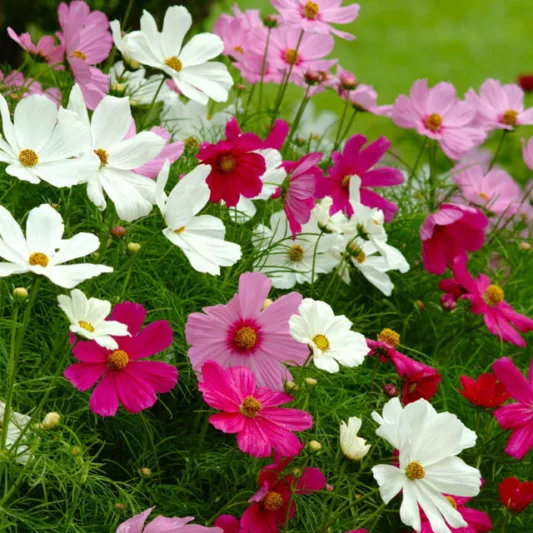 Cosmos Sonata Mix information, Mexican Aster Sonata mix information, Cosmos Bipinnatus Sonata mix information
