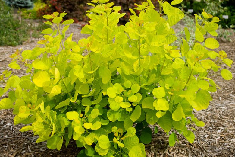 Cotinus coggygria 'Golden Spirit', Smokebush 'Golden Spirit', Smoketree 'Golden Spirit', Eurasian Smokebush 'Golden Spirit', Smoke Bush 'Golden Spirit', Smoke Tree 'Golden Spirit', Rhus Cotinus 'Golden Spirit', Cotinus coggygria 'Ancot', Deciduous Shrubs, Foliage, Fall color