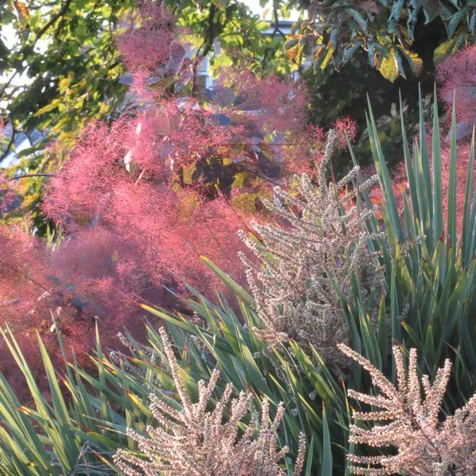 Cotinus coggygria 'Royal Purple', Smokebush 'Royal Purple', Smoketree 'Royal Purple', Eurasian Smokebush 'Royal Purple', Smoke Bush 'Royal Purple', Smoke Tree 'Royal Purple', Rhus Cotinus 'Royal Purple', Deciduous Shrubs, Foliage, Fall color