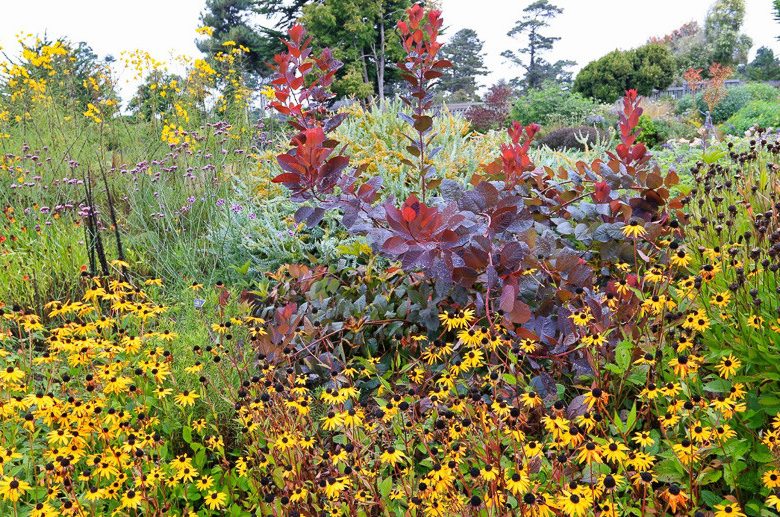 Cotinus Grace, Smokebush 'Grace', Smoketree 'Grace', Eurasian Smokebush 'Grace', Smoke Bush 'Grace', Smoke Tree 'Grace', Rhus Cotinus 'Grace', Deciduous Shrubs, Foliage, Fall color