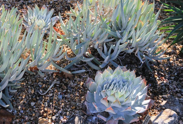 Dudleya pulverulenta, Chalk Liveforever, Chalk Lettuce,  Blue Dudleya, gray Dudleya, Blue succulent, gray succulent