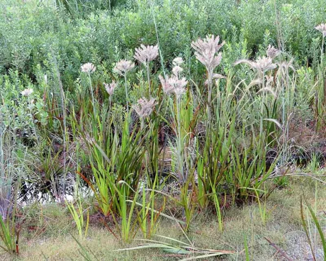 Lachnanthes caroliana, Carolina Redroot, Paint Root, Lachnanthes caroliniana, Lachnanthes tinctoria, Florida Native Flowers, Florida Native Plant