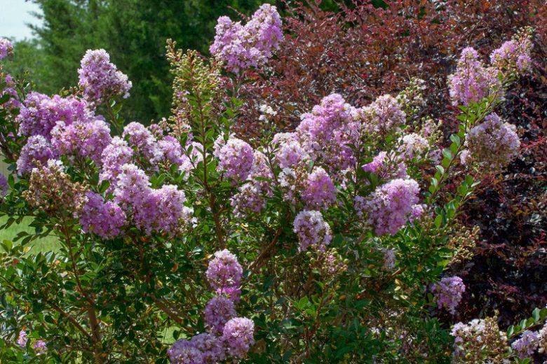 Lagerstroemia 'Early Bird Lavender', Crape Myrtle 'Early Bird Lavender', Crapemyrtle 'Early Bird Lavender', Lagerstroemia hybrid, Shrub, Lavender Flowers, Lavender Crape Myrtle