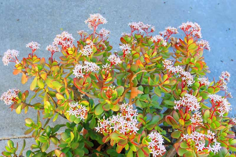 Crassula, crassula ovata, Jade Plant, Crassula capitella, crassula perforata, Strings of buttons
