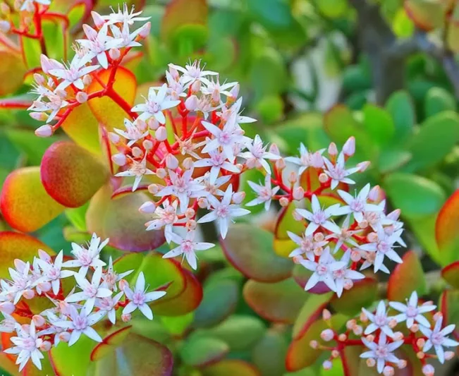 Crassula ovata,Jade Plant, Friendship Tree, Jade Tree, Money Tree, Crassula argentea, Crassula portulacea, green succulent