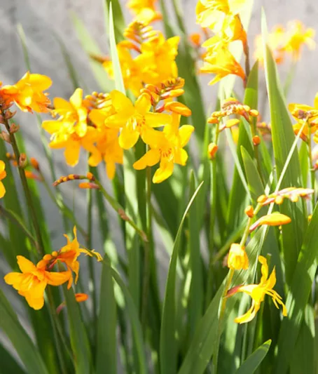 Crocosmia × Crocosmiiflora 'Columbus', Crocosmia 'Columbus', Montbretia 'Columbus', Coppertips 'Columbus', Falling Stars 'Columbus', Crocosmia x crocosmiiflora 'Queen Mary II', Yellow Crocosmia