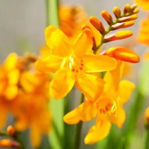 Crocosmia × Crocosmiiflora 'Columbus', Crocosmia 'Columbus', Montbretia 'Columbus', Coppertips 'Columbus', Falling Stars 'Columbus', Crocosmia x crocosmiiflora 'Queen Mary II', Yellow Crocosmia