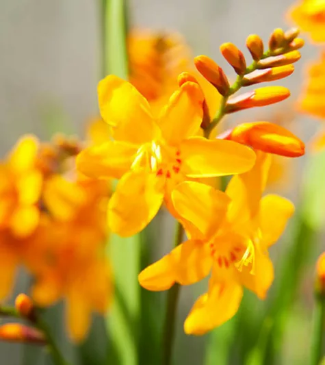 Crocosmia × Crocosmiiflora 'Columbus', Crocosmia 'Columbus', Montbretia 'Columbus', Coppertips 'Columbus', Falling Stars 'Columbus', Crocosmia x crocosmiiflora 'Queen Mary II', Yellow Crocosmia