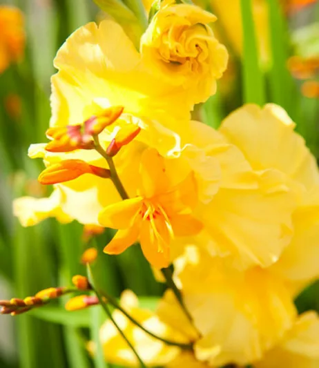 Crocosmia × Crocosmiiflora 'Columbus', Crocosmia 'Columbus', Montbretia 'Columbus', Coppertips 'Columbus', Falling Stars 'Columbus', Crocosmia x crocosmiiflora 'Queen Mary II', Yellow Crocosmia