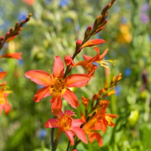 Crocosmia × Crocosmiiflora 'Emily Mckenzie', Crocosmia 'Emily Mckenzie', Montbretia 'Emily Mckenzie', Coppertips 'Emily Mckenzie', Falling Stars 'Emily Mckenzie', Orange Croscosmia, Orange Montbretia