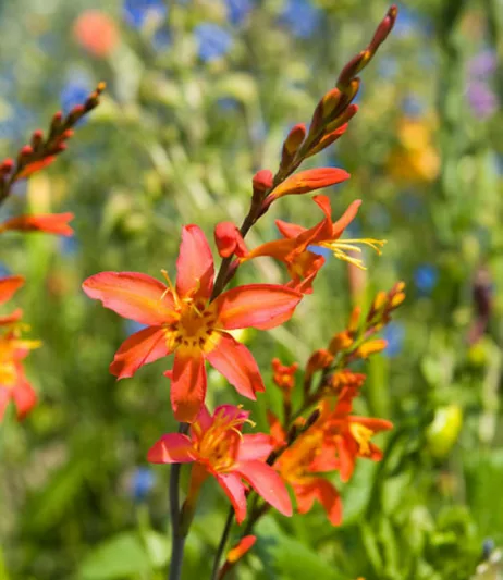 Crocosmia × Crocosmiiflora 'Emily Mckenzie', Crocosmia 'Emily Mckenzie', Montbretia 'Emily Mckenzie', Coppertips 'Emily Mckenzie', Falling Stars 'Emily Mckenzie', Orange Croscosmia, Orange Montbretia
