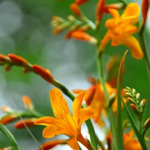 Crocosmia × Crocosmiiflora 'Meteore', Crocosmia 'Meteore', Montbretia 'Meteore', Coppertips 'Meteore', Falling Stars 'Meteore', Crocosmia x crocosmiiflora 'Météore', Yellow Croscosmia, Yellow Montbretia