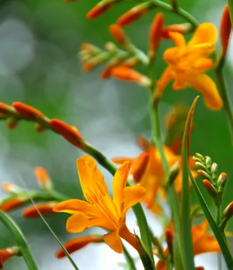 Crocosmia × Crocosmiiflora 'Meteore', Crocosmia 'Meteore', Montbretia 'Meteore', Coppertips 'Meteore', Falling Stars 'Meteore', Crocosmia x crocosmiiflora 'Météore', Yellow Croscosmia, Yellow Montbretia