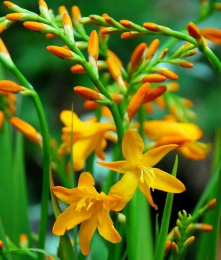 Crocosmia × Crocosmiiflora 'Meteore', Crocosmia 'Meteore', Montbretia 'Meteore', Coppertips 'Meteore', Falling Stars 'Meteore', Crocosmia x crocosmiiflora 'Météore', Yellow Croscosmia, Yellow Montbretia