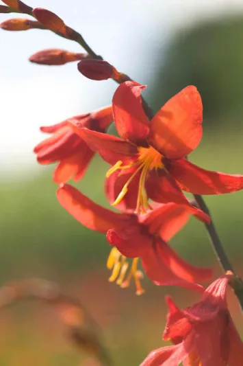 Crocosmia Babylon, Montbretia Babylon, Crocosmia crocosmiiflora Babylon, Coppertips Babylon, Falling Stars Babylon