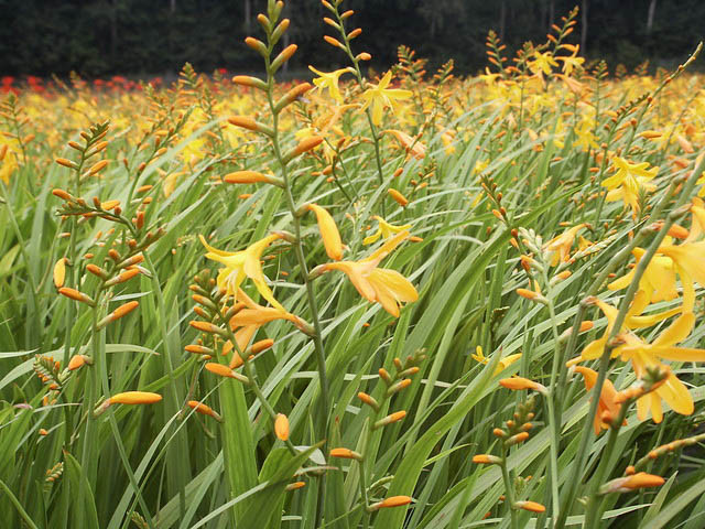 Crocosmia George Davison, Crocosmia x  Crocosmiiflora George Davison,Montbretia George Davison, Coppertips George Davison, Falling Stars George Davison