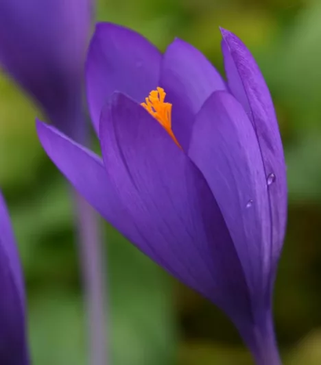 Crocus speciosus 'Conqueror', Crocus 'Conqueror', Autumn Crocus 'Conqueror', Autumn Crocus, Purple flowers, Purple crocus bulbs, Fall Crocus