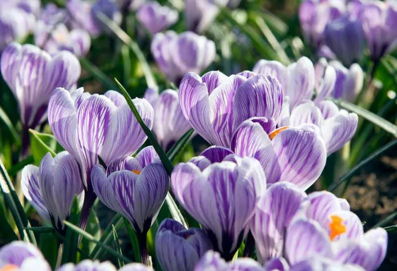 Crocus 'Pickwick', Crocus vernus Pickwick, Dutch crocus Pickwick, Giant Dutch Crocus Pickwick, Spring Bulbs, Spring Flowers, early spring bulb