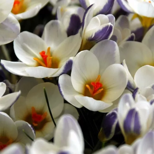 Crocus 'Prins Claus', Crocus Chrysanthus Prins Claus, Snow Crocus Prins Claus, Snow Crocus, Botanical Crocus, Spring Bulbs, Spring Flowers, White Crocus, Early spring bulb, Botanical Crocus