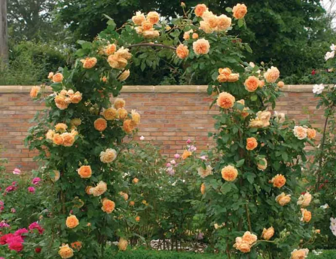 Rose Crown Princess Margareta, Rosa 'Crown Princess Margareta', English Rose 'Crown Princess Margareta', David Austin Roses, English Roses, Rose Bushes, Orange roses, climbing roses, shrub roses, very fragrant roses, Garden Roses