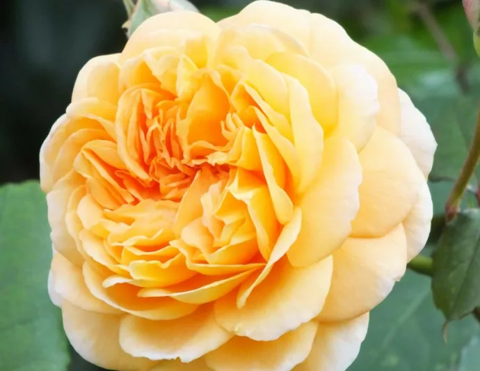 Rose Crown Princess Margareta, Rosa 'Crown Princess Margareta', English Rose 'Crown Princess Margareta', David Austin Roses, English Roses, Rose Bushes, Orange roses, climbing roses, shrub roses, very fragrant roses, Garden Roses