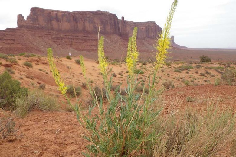 Stanleya pinnata,Prince's Plume, Desert Plume, Golden Plume, Sentinel of the Plains, Yellow flowers