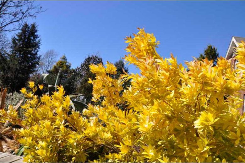 Small Anise 'Florida Sunshine', Small Anise Tree 'Florida Sunshine', Yellow Shrub