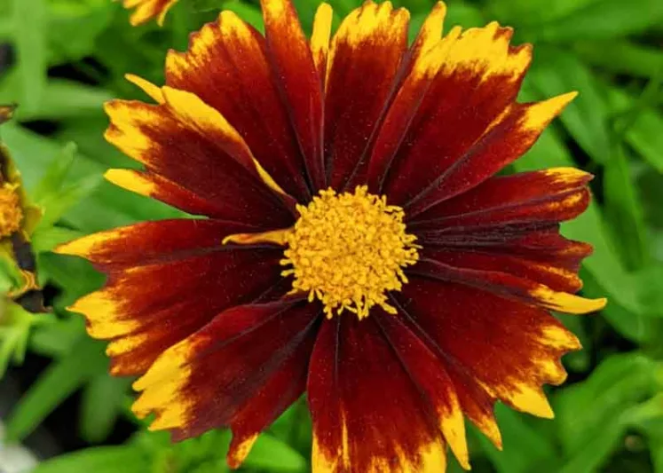 Coreopsis UPTICK™ Red,  Coreopsis 'Baluptred', UPTICK™ Series, Drought tolerant plants, bicolor coreopsis