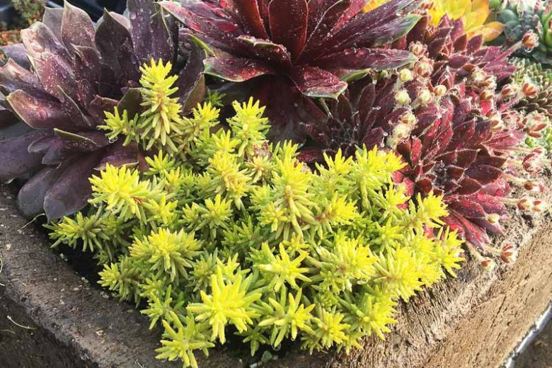 Sedum SUNSPARKLER® 'Angelinas Teacup', Sedum 'Angelinas Teacup', SUNSPARKLER® Series, Yellow Sedum, Yellow Succulent, Gold Sedum, Gold Succulent