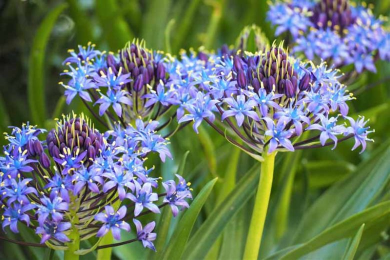 Scilla peruviana, Peruvian Scilla, Portuguese Squill, Cuban Lily, Hyacinth of Peru, Pyramidal-flowered Squill,  Peruvian Jacinth, Spring Bulbs, Spring Flowers, Blue Flowers, Blue Spring Flowers