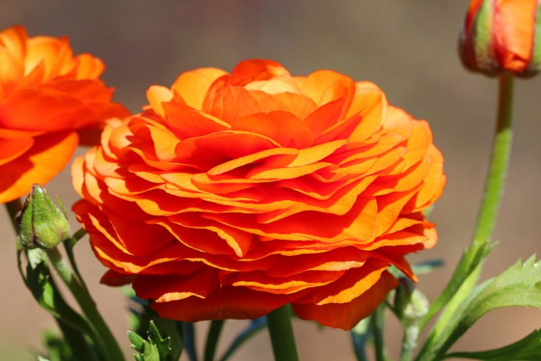 Persian buttercup Tecolote Sunset, Ranunculus Asiaticus Tecolote Sunset, Turban Buttercup Tecolote Sunset, Persian Crowfoot Tecolote Sunset, spring flowering bulb, fall flowering bulb, Orange flowers, Orange Ranunculus