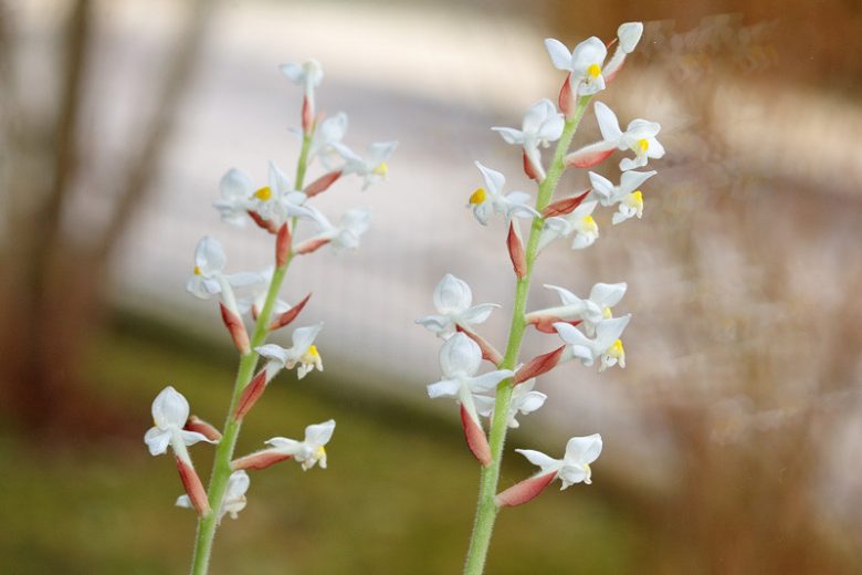 Ludisia discolor, Jewel Orchid, Variegated Ludisia, Twisted Flower Orchid, Rock Silk Worn, Rock Lotus Root, White Orchids, Fragrant Orchids, Easy Orchids, Easy to Grow Orchids