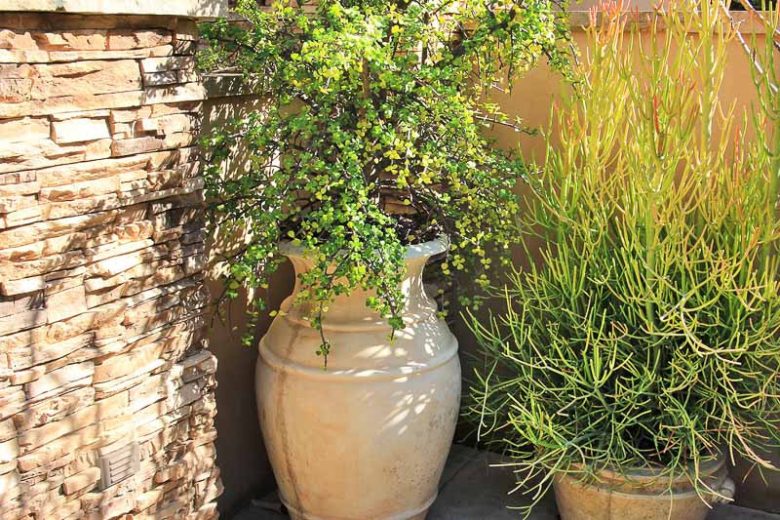Portulacaria afra, Elephant Food, Elephant Bush, Dwarf Jade, Miniature Jade, Small Leaf Jade, green succulent