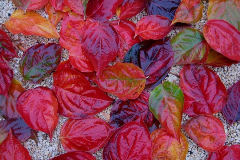 Cornus Venus, Venus Dogwood, Cornus × elwinortonii 'Kn30 8', Cornus × elwinortonii Venus, Deciduous Shrubs, Foliage, Fall color, Winter color, shrub with berries, Flowering tree, red fruits