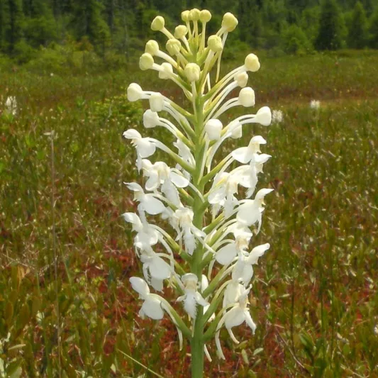 Platanthera blephariglottis, White Fringed Orchid, White Fringed Bog Orchid