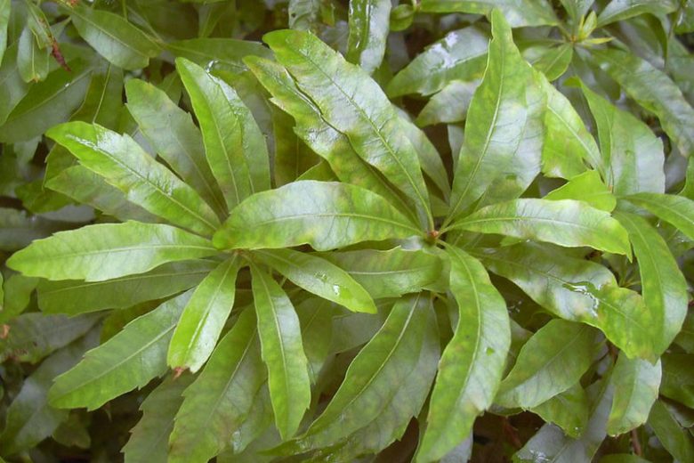 Morella cerifera, Wax Myrtle, Southern Wax Myrtle, Southern Bayberry, Eastern Bayberry, Bayberry, Candleberry, Tallow Shrub