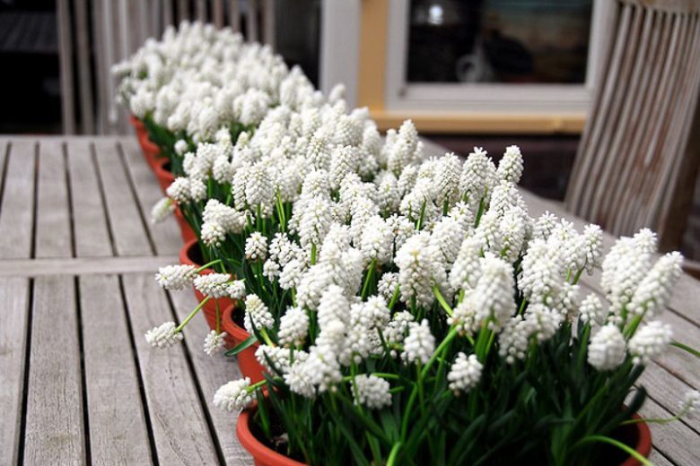 Muscari aucheri White Magic, Muscari White Magic, Grape Hyacinth 'White Magic', Spring Bulbs, Spring Flowers, white flower, white muscari