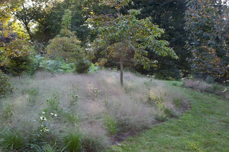 Eragrostis spectabilis, Purple Lovegrass, Purple Love Grass, Purple Plains Lovegrass, Tumblegrass, Petticoat Climber, Poa spectabilis, Ornamental Grasses, decorative Grasses, Perennial Grasses