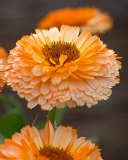 Calendula  officinalis 'Pink Surprise', Pot Marigold Pink Surprise, English Marigold Pink Surprise, Pink Calendula, Pink Pot Marigold, Pink Marigold