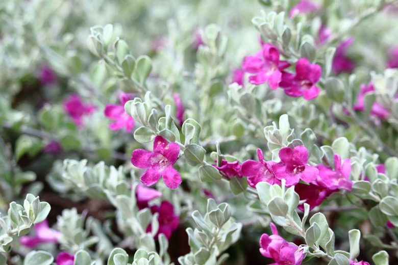 Leucophyllum frutescens,  Cenizo, Purple Sage, Texas Ranger, Texas Barometer Bush, Texas Silverleaf, Texas Sage, Silverleaf, Evergreen Shrubs, Purple Flowers